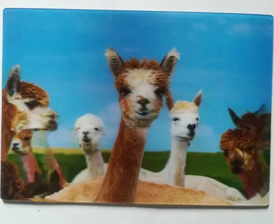 Produktbild von 3 D Ansichtskarte Alpakaherde, Postkarte Wackelkarte Hologrammkarte, Tier Alpakas Lama
