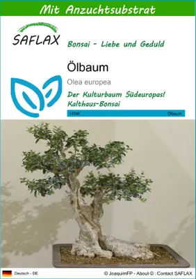 Produktbild von SAFLAX - Ölbaum - Olea europea - 20 Samen - Mit keimfreiem Anzuchtsubstrat