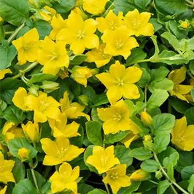 Productafbeelding van Moerings Lysimachia Nummularia | Penningkruid | In 9CM pot