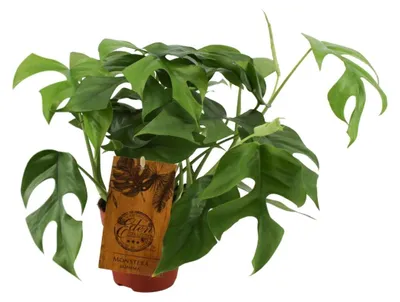 Productafbeelding van Monstera Minima - 30cm - Ø12cm - Kamerplant - Groenblijvend