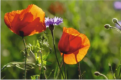 Produktbild von ARTland Wandbild Alu für Innen & Outdoor Mohnblumen im Frühling I Größe: 90x60 cm
