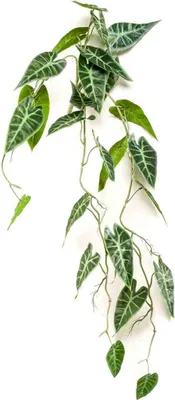Produktbild von artplants.de Künstliche Alocasia sanderiana EXEVLO auf Steckstab, hängend, grün, 80cm - Kunst Alocasiapflanze