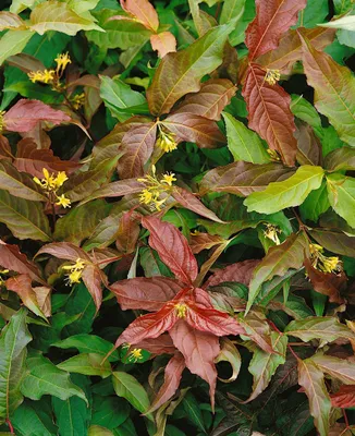 Produktbild von Diervilla sessiliflora 'Dise', Gelbe Strauchgeißblatt, 60–80 cm