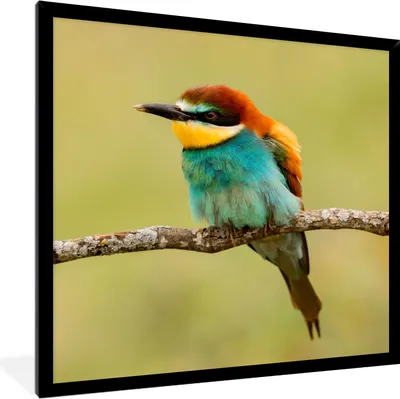 Produktbild von MuchoWow® Gerahmtes Poster Vogel - Bienenfresser - Tiere 40x40 cm - Poster mit Schwarzem Bilderrahmen Wandposter Rahmen Foto Bilder - Mit Rahmen - Wanddekoration Schlafzimmer