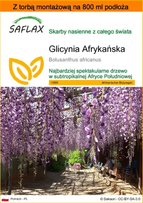 Zdjęcie produktu dla SAFLAX - Garden in the bag - Glicynia Afrykańska - 15 Nasiona - Z podłożem uprawowym w praktycznej, samorozkładającej się torbie - Bolusanthus africanus