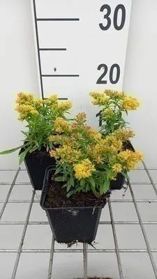 Obrázok produktu pre 6 x Solidago 'Laurin' - zlatobyľ - kvetináč 9 x 9 cm