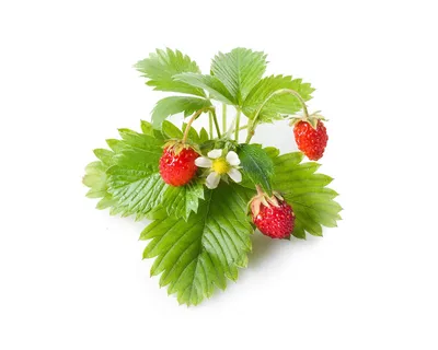 Produktbild von Click & Grow 4742793006536, Essbare Pflanze, Walderdbeere, Nachfüllen, 7 - 14 Tag(e), 1 Monat( e), 2 - 4 Monat( e)