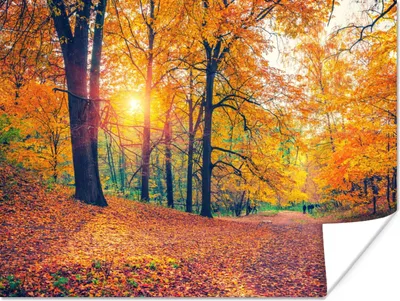 Produktbild von MuchoWow® Poster Bäume - Herbst - Wald - Herbstliche Blätter 120x90 cm - Wandbild