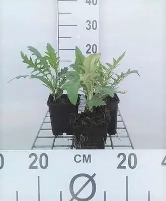 Produktbild von 6 x  Echinops rit. 'Veitch's Blue' - Kugeldistel - Topf 9 x 9 cm