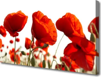 Produktbild von Tulup Leinwand-Bilder 100x50 Wandbild Canvas Kunstdruck Tulpen Pflanzen