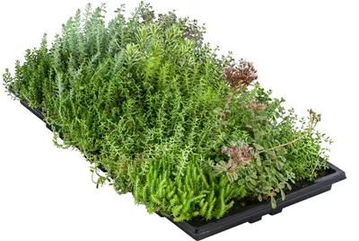 Produktbild von Dehner Pflanzenmatte für Dachbegrünung, 4er Set, Gründach mit Fetthenne, verschiedene Sorten, je 50 x 30 cm, 4-8 kg, für Flachdächer / Schrägdächer bis max. 30 Grad-Winkel