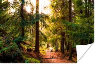 Produktbild von MuchoWow® Poster Wald - Weg - Bäume - Grün - Sonne - Natur 30x20 cm - Plakate - Print