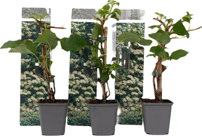 Three potted plants with decorative backing.