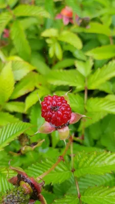 Image de Rubus illecebrosus / Framboisier fraise (Non remontant)