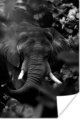 Produktbild von MuchoWow® Poster Elefant und Schmetterlinge im Dschungel - schwarz und weiß 40x60 cm - Plakate für die Wand - Poster Babyzimmer