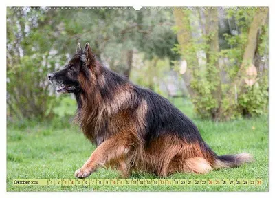 Produktbild von Altdeutsche Schäferhunde - Traumhafte Schäferhunde Langstockhaar (hochwertiger Premium Wandkalender 2026 DIN A2 quer), Kunstdruck in Hochglanz