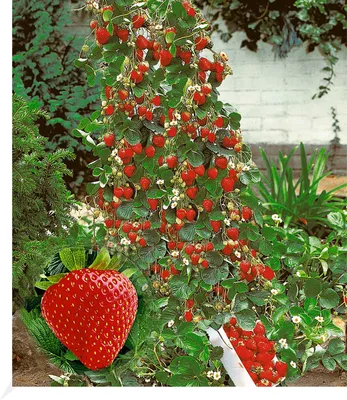 Produktbild von BALDUR Garten Kletter-Erdbeere 'Hummi®', 3 Pflanzen, Fragaria Erdbeerpflanze, schnellwachsende und rankende Klettererdbeeren, selbstfruchtend, winterhart, blühend, Fragaria x ananassa