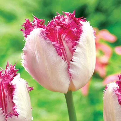 Zdjęcie produktu dla Tulipan Strzępiasty Eyelash 5 szt. Tulipany Cebulki Tulipanów Cebule