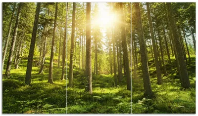 Produktbild von Wallario Herdabdeckplatte aus Glas, Größe 90 x 52 cm 3-teilig, Motiv Sonnenstrahlen im Nadelwald mit Moos und Farn