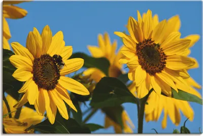 Produktbild von ARTland Leinwandbild Sonnenblumen Größe: 60x40 cm