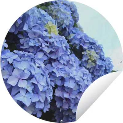 Produktbild von MuchoWow® Gartenposter Outdoor-Poster Rund Hortensienblüten Ø 150 cm Gartendeko Rundes Poster draußen