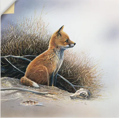 Produktbild von ARTland Wandbild, selbstklebend Kleiner Fuchs Größe: 40x40 cm