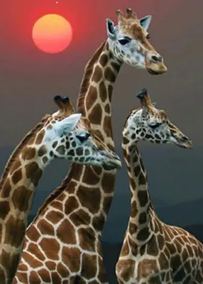 Three giraffes are depicted against a dusky sky with a large orange sun.