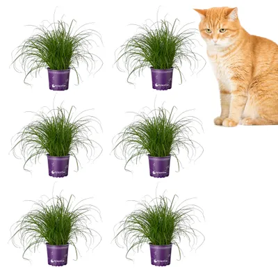 Produktbild von florapartner Frisches Katzengras (Cyperus zumula) 6 Pflanzen ungiftiges Zyperngras für Katzen & Nagetiere