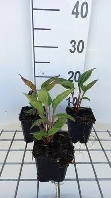 Zdjęcie produktu dla 6 x Echinacea purp. 'Delicious Candy'® - jeżówka - doniczka 9 x 9 cm