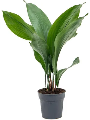 Obrázek produktu pro Gardners Aspidistra Elatior, průměr 15 cm