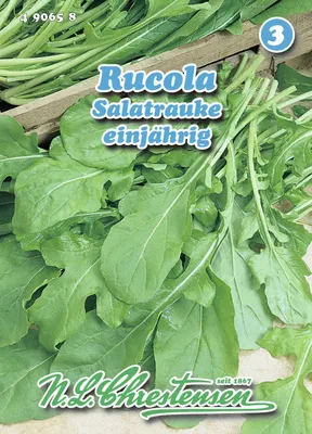 Artikelbild 1 von 'Rucola Salatrauke' aus der Kategorie Rucola- / Raukesamen