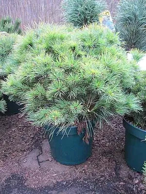 Produktbild von Pinus strobus Nana Compacta - Zwerg-Streichelkiefer -  30-40cm