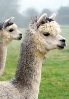 Produktbild von 3 D Ansichtskarte Alpakas, Tiere Postkarte Wackelkarte Hologrammkarte Wildtiere Tier Lamas