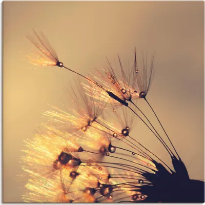 Produktbild von Julia Delgado: Pusteblume Goldene Schirmchen, Produkt:Leinwand, Größe (HxB):40x40 cm / Leinwand