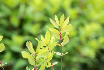 Produktbild von Lonicera kamtschatica, Honigbeere, 30–40 cm, winterhart