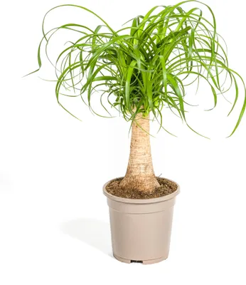 Produktbild von Beaucarnea Recurvata Stamm Ø17cm - ↕50cm