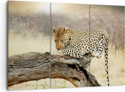 Produktbild von Bild auf Leinwand - Leinwandbild - Afrika Leopard Katze Safari - 105x70cm - Wand Bild - Wanddeko - Leinwanddruck - Bilder - Kunstdruck - Wanddekoration - Leinwand bilder - Wandkunst - CE105x70-2599