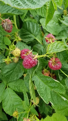 Image de Rubus idaeus 'Heritage' / Framboisier 'Heritage' (Remontant)