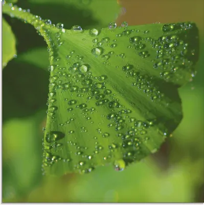 Produktbild von ARTland Glasbild Ginkgo Größe: 40x40 cm