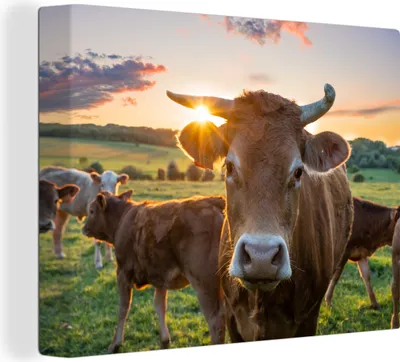 Produktbild von MuchoWow® - Leinwandbilder - Kühe - Sonne - Wiese - Landleben, Wandbild, Wanddeko Bilder Wohnzimmer, 120x90 cm