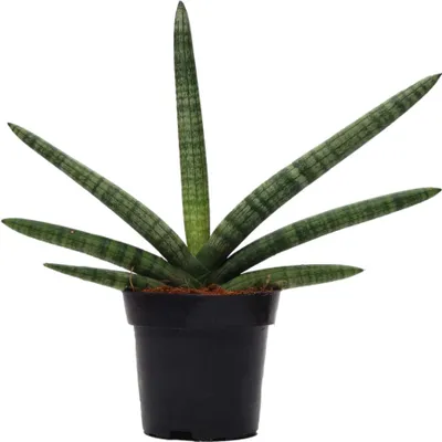 Zdjęcie produktu dla Trendyplants - Sansevieria Skyline - Roślina domowa - Wysokość 20-40 cm - Rozmiar doniczki Ø10,5 cm