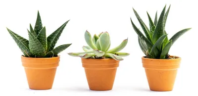 Obrázek produktu pro Gardners Sukulent mix, průměr 3,5 cm