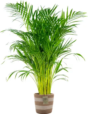 Produktbild von Dypsis Lutescens - Goldfruchtpalme - Areca Palme - Zimmerpflanzen - Pflegeleicht - Haustierfreundlich - Höhe 100-120 cm - Mit Jute Korb 21 cm