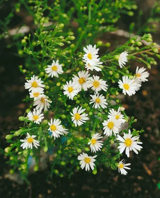 Produktbild von Aster ericoides 'Weißer Zwerg', weiß, ca. 9x9 cm Topf