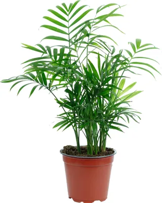 Produktbild von Bergpalme Chamaedorea – Tropische Zimmerpflanze, pflegeleicht, 30 cm hoch, Topf-Ø 12 cm