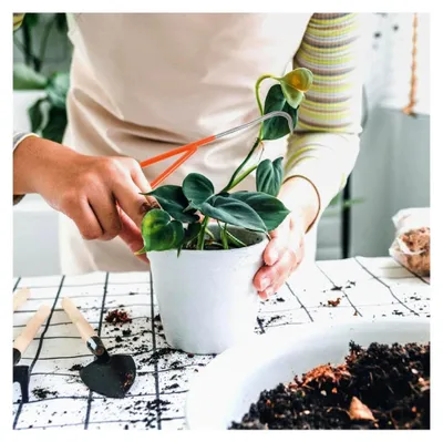 Produktbild von Manueller Unkrautstecher aus Edelstahl mit ergonomischem Griff für die Unkrautentfernung und Gartenpflege
