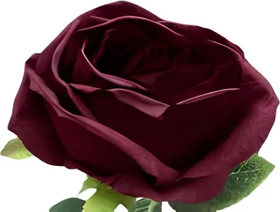 Produktbild von Einige dunkelrote Rosen Buitengewoon de Boet