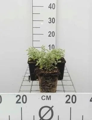 Produktbild von 6 x Nepeta faassenii - Katzenminze - Topf 9 x 9 cm