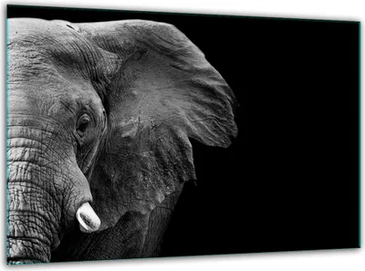 Produktbild von Glas Herdabdeckplatten Schneidebrett Universal 30x22cm Elefant