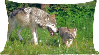 Produktbild von MuchoWow® Zierkissen Sofakissen Wohnzimmer Dekokissen 50x30 cm Wolf - Baby - Gras - Wohnzimmerdekoration - Polster mit Photo